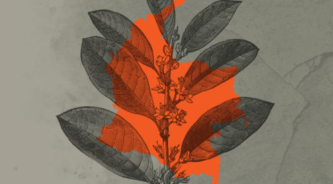 Colombia’s Coca Leaf Boom
